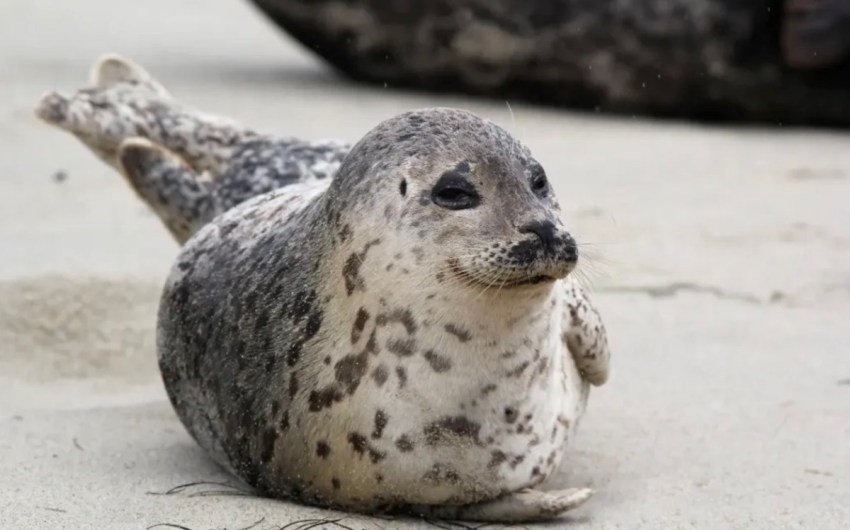 Carpinteria Committee Recommends Closing Access to Harbor Seal Rookery for Three Years